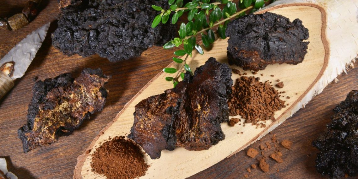 Transform Your Health with Chaga Mushroom: The Top 5 Benefits