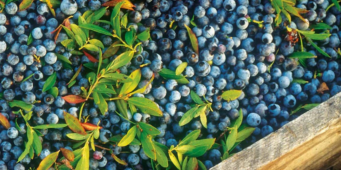 Wild Blueberries: The Superfood That Will Supercharge Your Health – Discover the 5 Benefits!